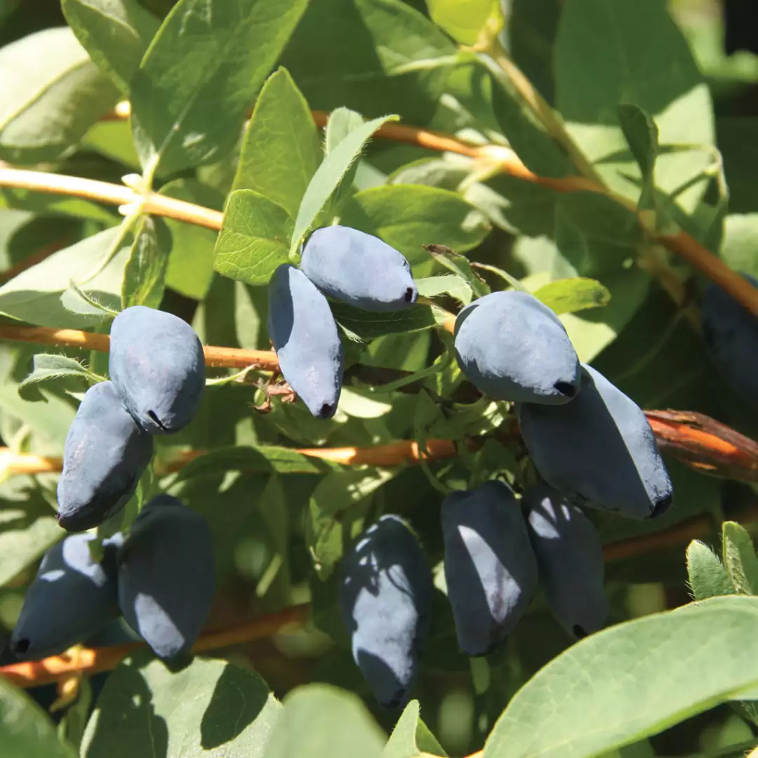 Close up of Yezberry Maxie Japanese Haskap berries on vine